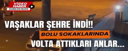 Bolu sokaklar�nda va�ak dola��yor