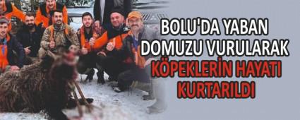 BOLU\'DA YABAN DOMUZU VURULARAK K�PEKLER�N HAYATI KURTARILDI