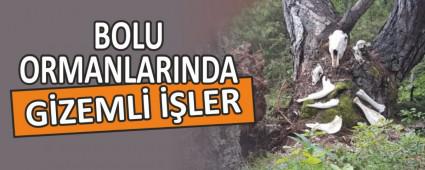 BOLU ORMANLARINDA G�ZEML� ��LER