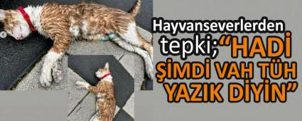 �HAD� ��MD� VAH T�H YAZIK D�Y�N�