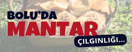 Bolu\'da Patlayan Mantar ��lg�nl���