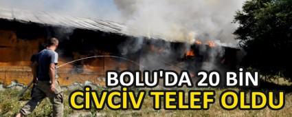 BOLU\'DA 20 B�N C�VC�V TELEF OLDU