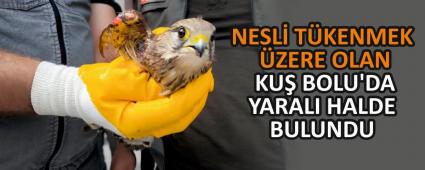 NESL� T�KENMEK �ZERE OLAN KU� BOLU\'DA YARALI HALDE BULUNDU