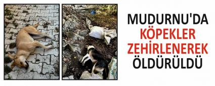 MUDURNU\'DA K�PEKLER ZEH�RLENEREK �LD�R�LD�