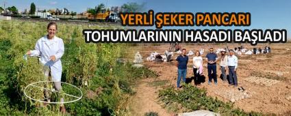 YERL� �EKER PANCARI TOHUMLARININ HASADI BA�LADI