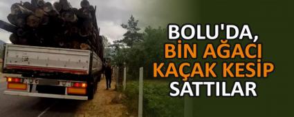BOLU\'DA, B�N A�ACI KA�AK KES�P SATTILAR