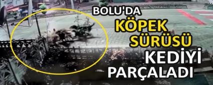 BOLU\'DA K�PEK S�R�S� KED�Y� PAR�ALADI
