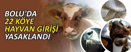 BOLU\'DA 22 K�YE HAYVAN G�R��� YASAKLANDI