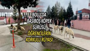 BOLU\'DA BA�IBO� K�PEK S�R�S�, ��RENC�LER�N KORKULU R�YASI