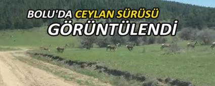 BOLU\'DA CEYLAN S�R�S� G�R�NT�LEND�