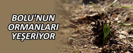 BOLU\'NUN ORMANLARI YE�ER�YOR