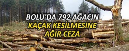 BOLU\'DA 792 A�ACIN KA�AK KES�LMES�NE A�IR CEZA