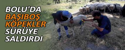 BOLU\'DA BA�IBO� K�PEKLER S�R�YE SALDIRDI