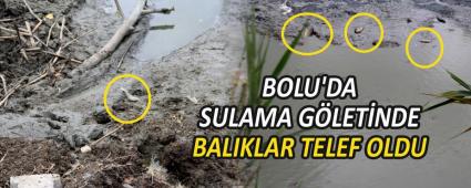BOLU\'DA SULAMA G�LET�NDE BALIKLAR TELEF OLDU