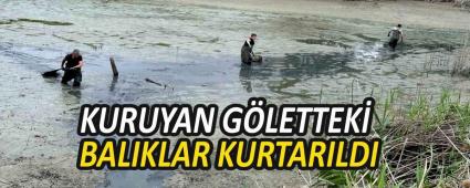 KURUYAN G�LETTEK� BALIKLAR KURTARILDI