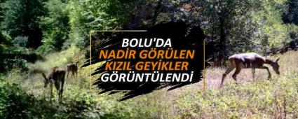 BOLU\'DA NAD�R G�R�LEN KIZIL GEY�KLER G�R�NT�LEND�