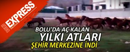 BOLU\'DA A� KALAN YILKI ATLARI �EH�R MERKEZ�NE �ND�