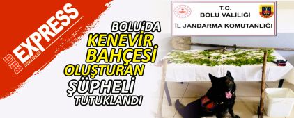 BOLU'DA KENEVİR BAHÇESİ OLUŞTURAN ŞÜPHELİ TUTUKLANDI BOLU'DA KENEVİR BAHÇESİ OLUŞTURAN ŞÜPHELİ TUTUKLANDI